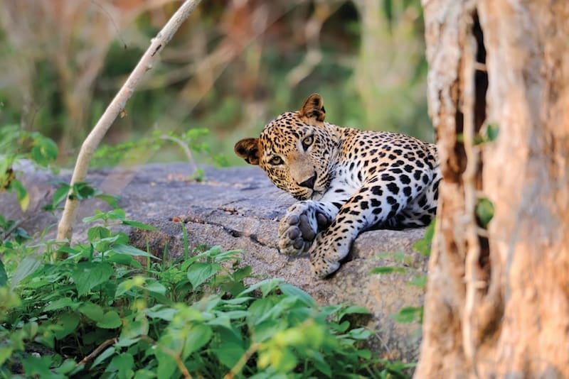 Wildlife of north India - Adventure World Travel