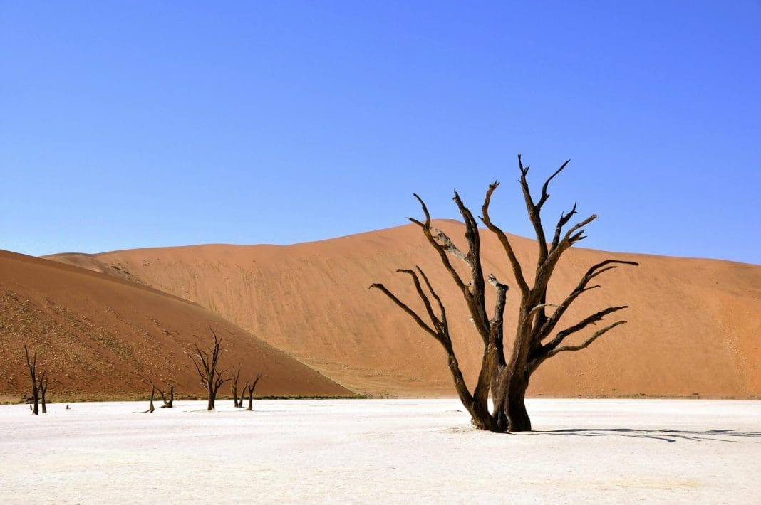 wittered tree on a dessert