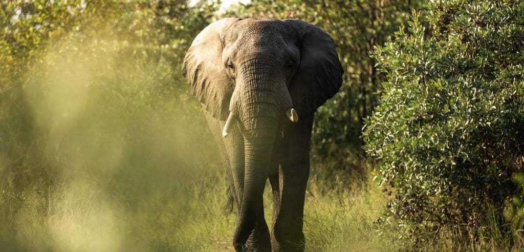Silvan-Safari-elephant